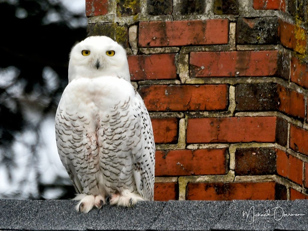 This picture of a snowy owl in Cambridge was one of the top Maryland photos of the week. Email your best pictures to maryland@patch.com for a chance to be featured in our weekly photo round-up.