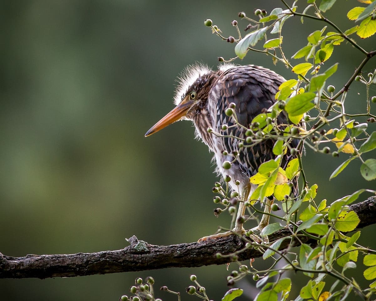 Email your best pictures to maryland@patch.com by Thursday, March 10 for a chance to be featured in our photo of the week round-up. One reader snapped this shot of a juvenile green heron at Columbia's Wilde Lake.