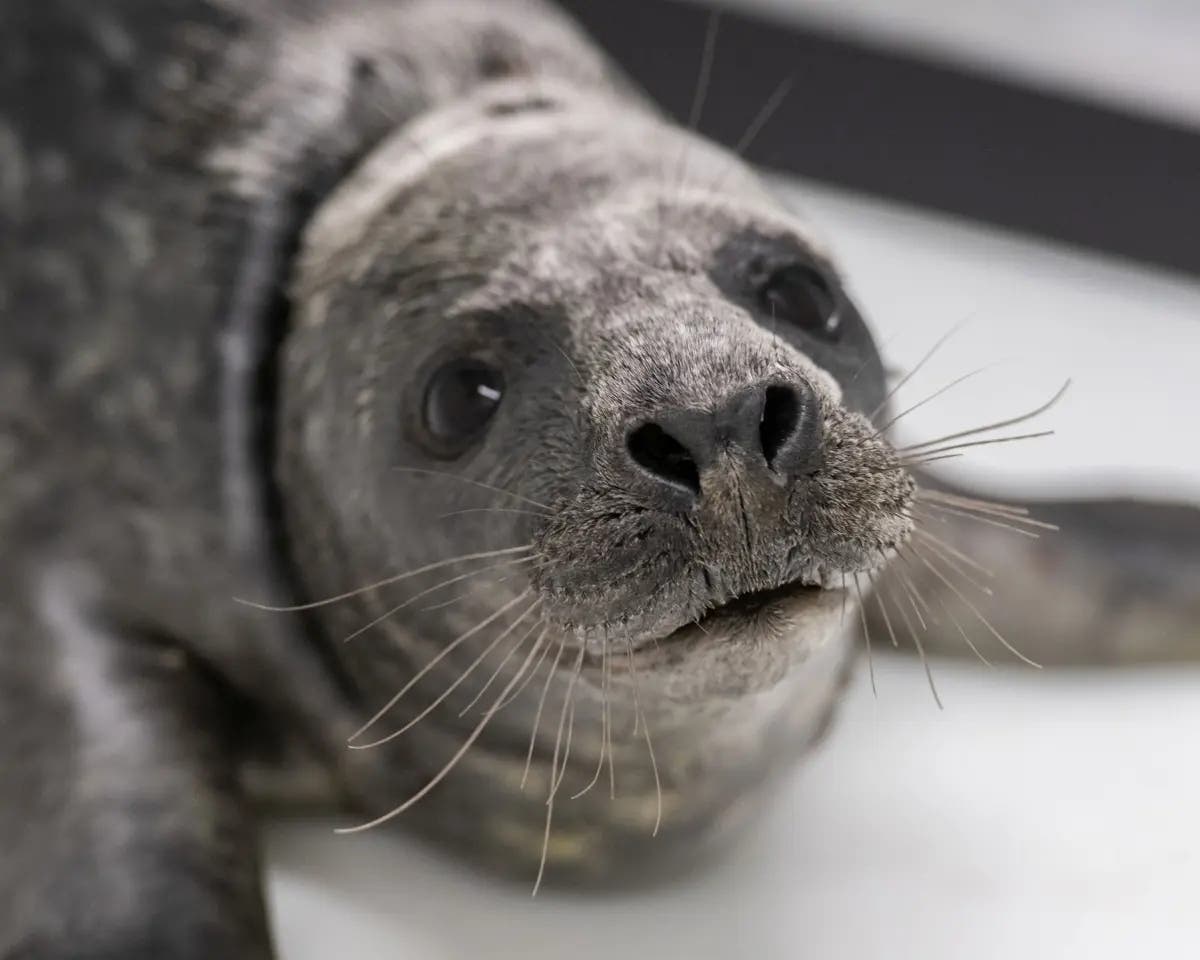 Some of Maryland's best stories of the week featured a seal pup rescue and a gold medal performance. The injured seal is pictured above.
