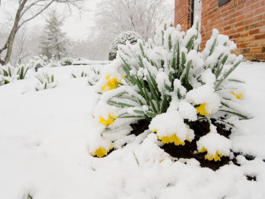 Email your best pictures to maryland@patch.com by Thursday, March 31 for a chance to be featured in our weekly photo gallery. One reader snapped this shot of daffodils covered in snow this winter in Olney.