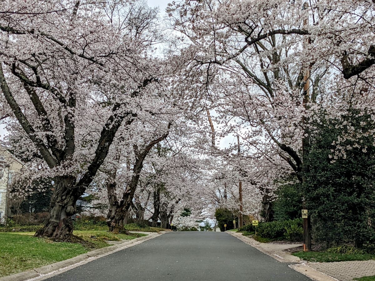 This shot of trees blooming in Bethesda was one of the top Maryland photos of the week. Email your best pictures to maryland@patch.com for a chance to be featured in our next photo gallery.