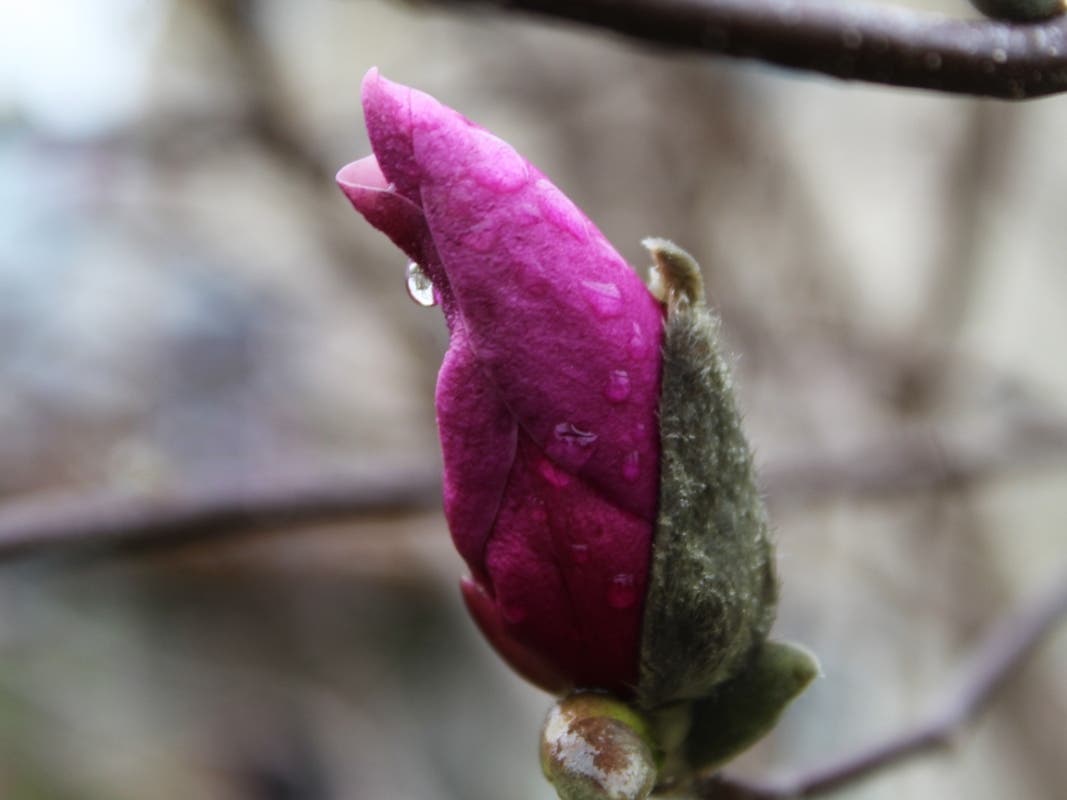 Email your best pictures to maryland@patch.com by Thursday, April 21 for a chance to be featured in our weekly photo gallery. One reader snapped this shot of a bud about to bloom on a magnolia bush in Sykesville.