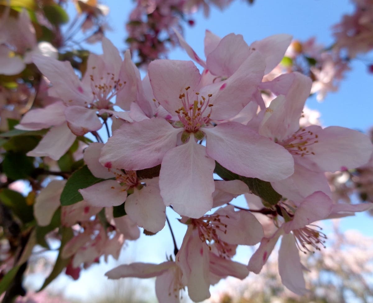 Email your best pictures to maryland@patch.com by Thursday, May 5 for a chance to be featured in our weekly photo gallery. One reader snapped this shot of budding flowers at Milton Kaufman Park in Montgomery Village on April 15.