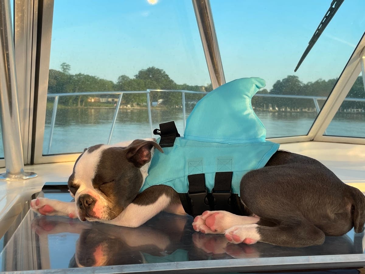 Email your best pictures to maryland@patch.com by Thursday, June 23 for a chance to be featured in our weekly photo gallery. One reader snapped this shot of a pooch with a shark fin lounging on a boat.