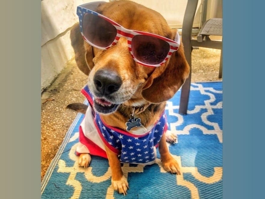 This shot of a patriotic pooch was one of Maryland’s top photos of the week. Email your best pictures to maryland@patch.com for a chance to be featured in our next gallery.