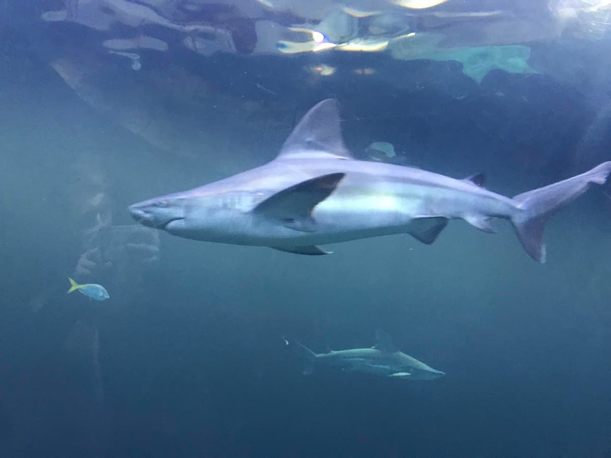 National Park Service Chesapeake Gateways and Chesapeake Conservancy suggested visiting Sharkfest at the Calvert Marine Museum this Saturday. The stock photo above shows a shark swimming at a different aquarium.