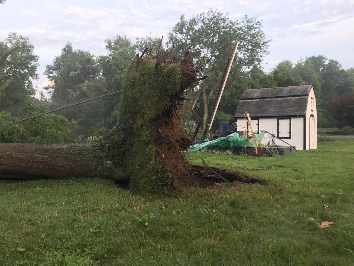 Bowie resident John Dallas watched Tuesday's tornado uproot this tree in his backyard.