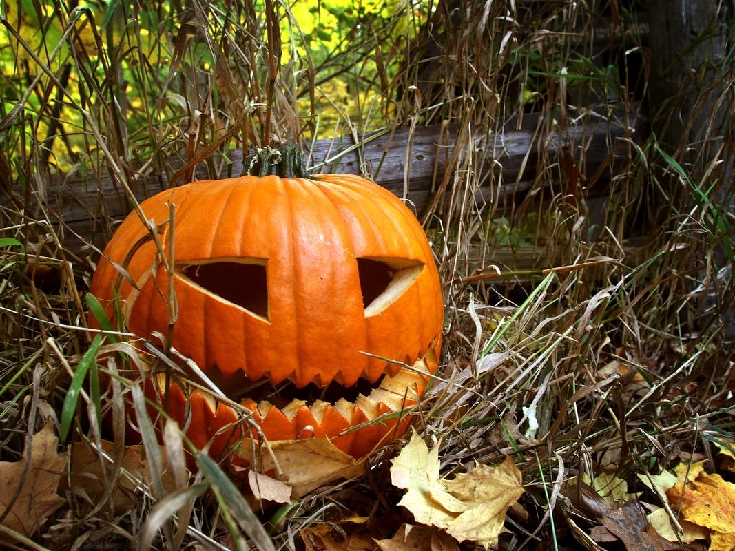 The National Park Service Chesapeake Gateways and Chesapeake Conservancy suggested attending a bat hike, fall fest or scary story walk to celebrate Halloween.