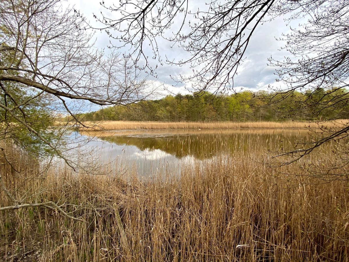The National Park Service Chesapeake Gateways and Chesapeake Conservancy suggested removing invasive plants with Rock Creek Conservancy. A different waterfront park is pictured above in Baltimore County.