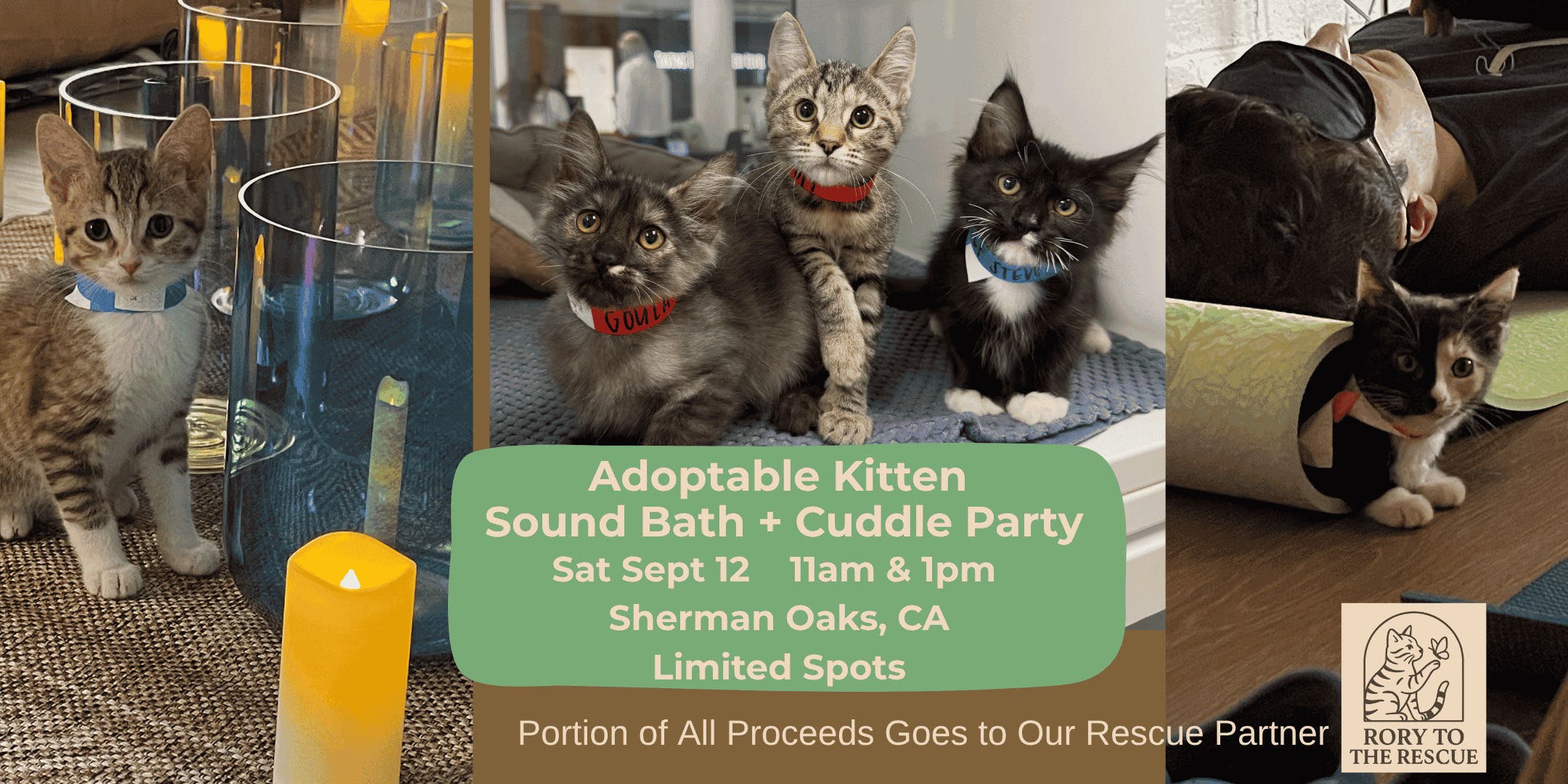 Adoptable Kitten Sound Bath + Cuddle Party
