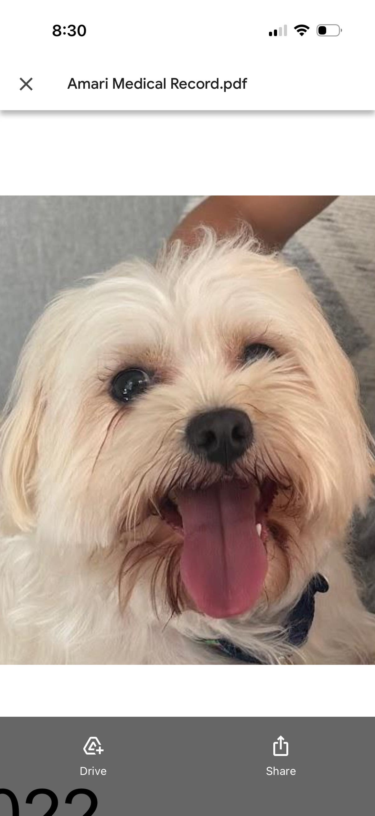 Lost Dog