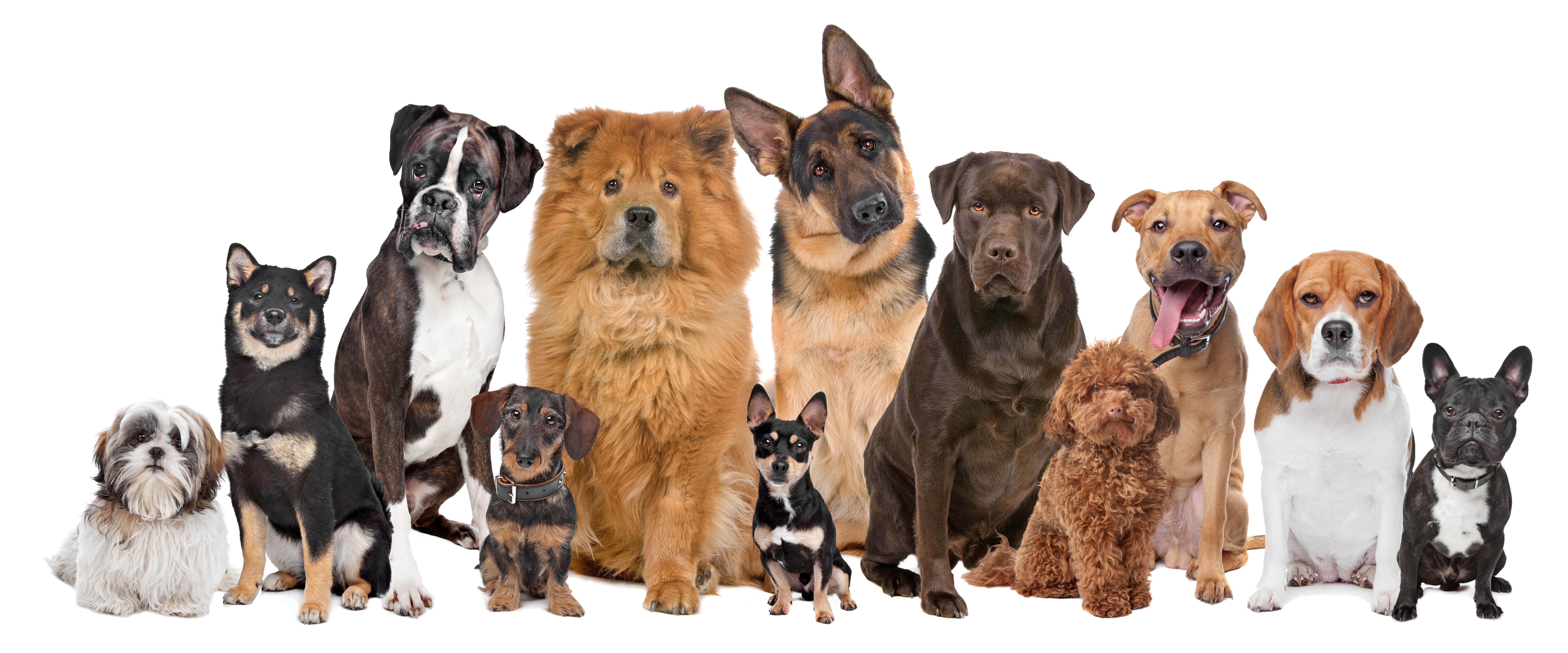Transform Your Dog’s Behavior Today! 