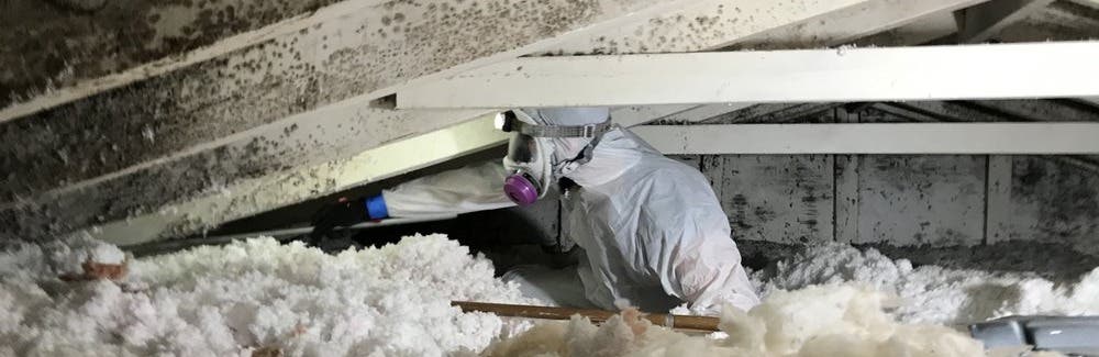 Chicago Mold Remediators