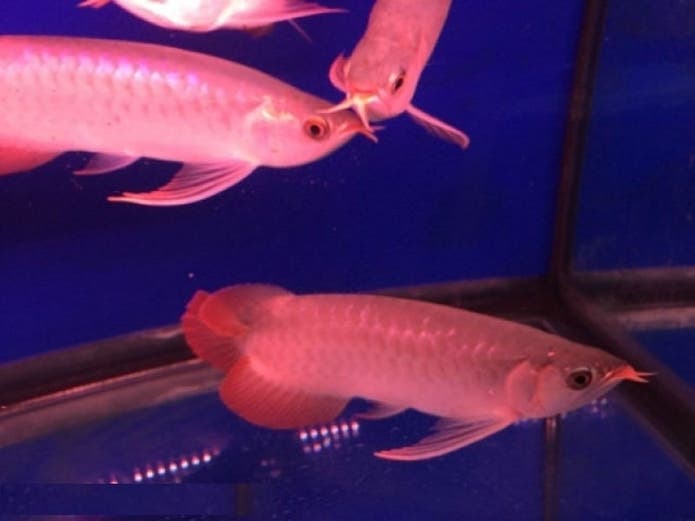 Arowana Fish For Sale In Minnesota Text 9177379994 Mendota Heights