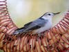White-breasted Nuthatch, one of DuPage County's common winter birds