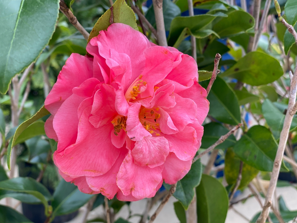The City of Tuscaloosa's Pop-Up Farmers Market will officially return this Thursday. 