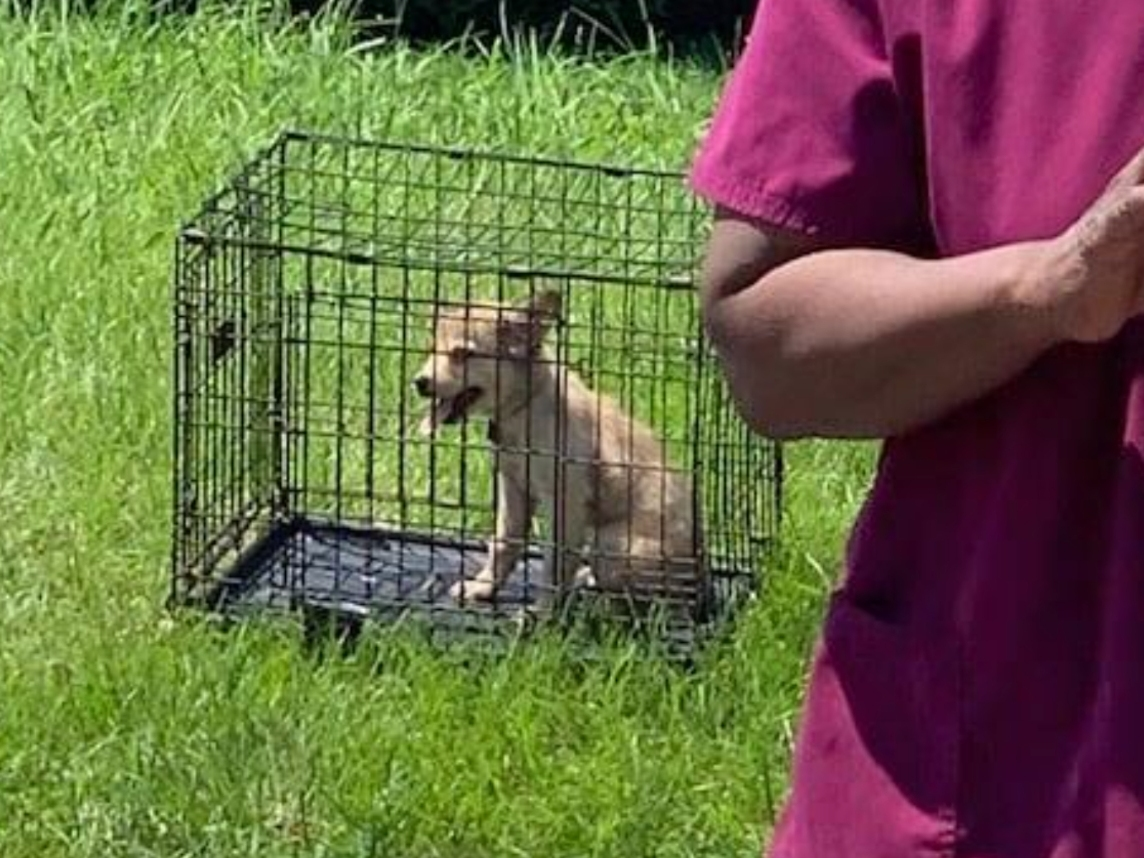 The puppy rescued from Wednesday's structure fire on 11th Street. 