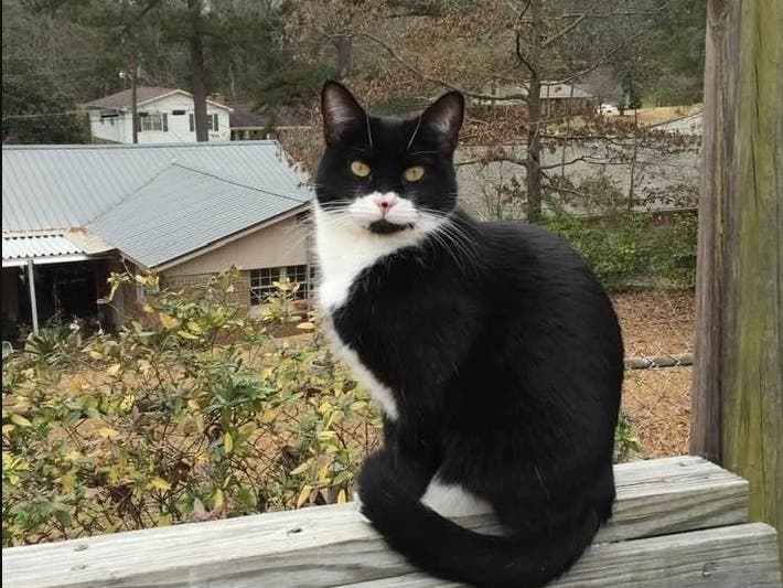 A photo of Sebastian, the cat crediting with alerting his owners to an early morning house fire on Tuesday
