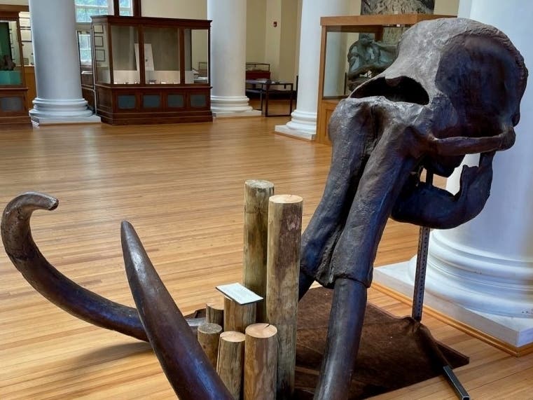 A wooly mammoth skull at the Alabama Museum of Natural History 