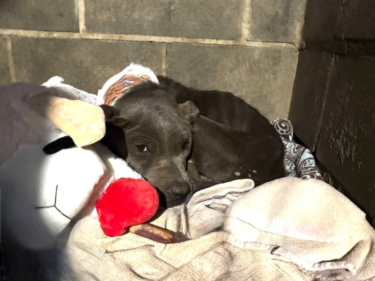 Tuscaloosa Woman Charged With Aggravated Animal Cruelty After Dog Found ...