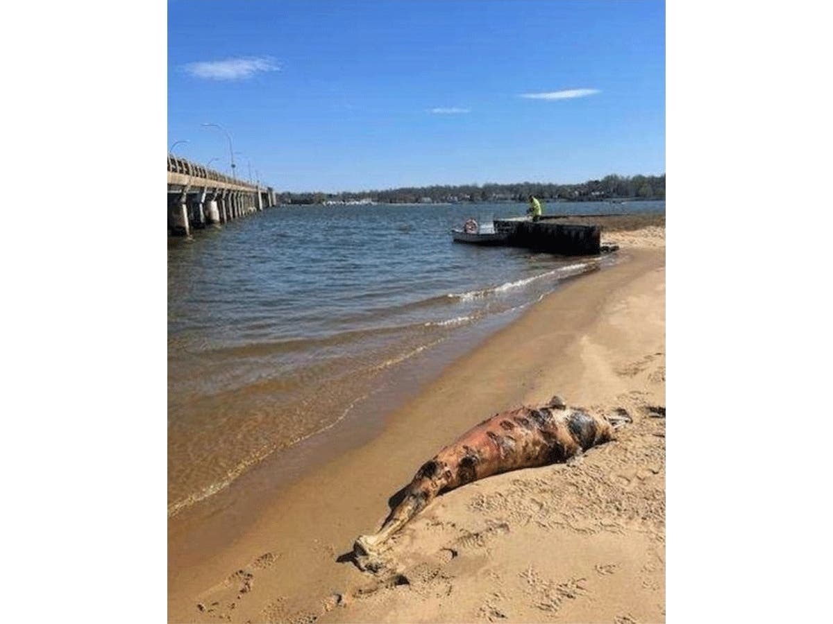 The dolphin Wednesday west of the Oceanic Bridge.