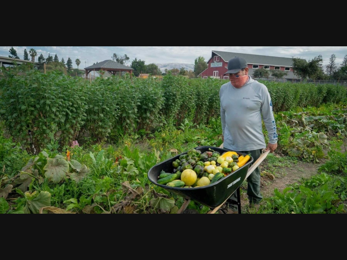 A volunteer tends to the Veggielution farm. 