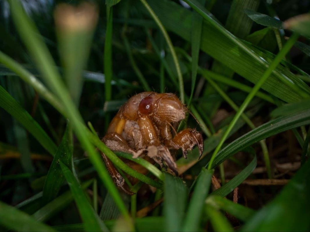 Nymph cicadas, such as this one, are the progeny of Brood X of the 17-year cicadas soon to emerge in New Jersey. 