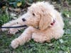 The district's newest employee is a 12-week-old Goldendoodle named Tiger