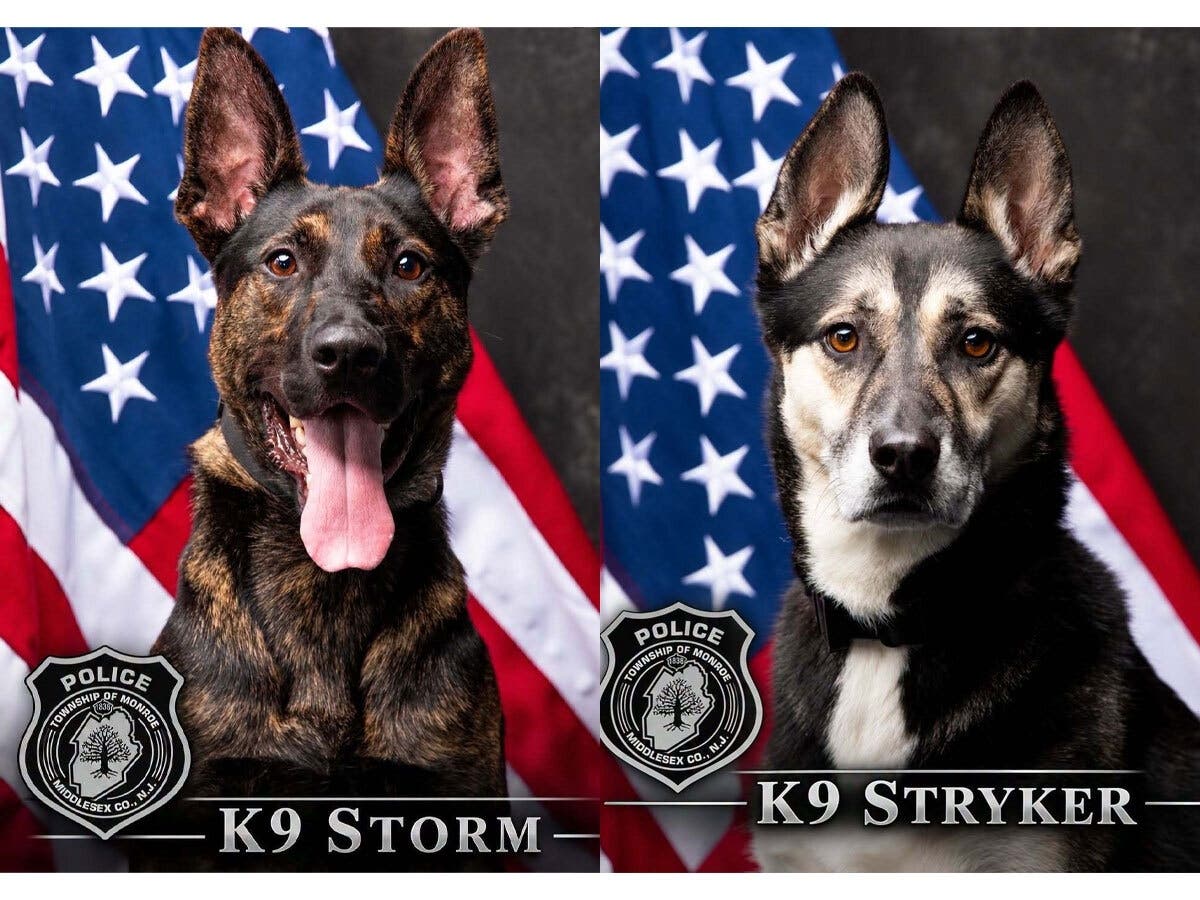 K9 Storm and K9 Stryker