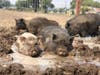 Thao Le and husband Vince Ones initially had trouble finding some of the pigs, but were able to lure them to safety by creating a food trail. 