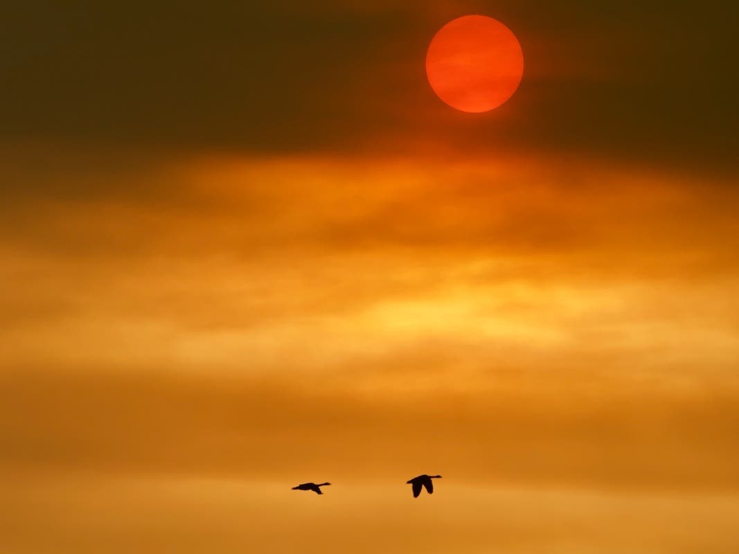A smokey sunset offers a surreal backdrop for two geese as they fly by in Sacramento, Calif. 