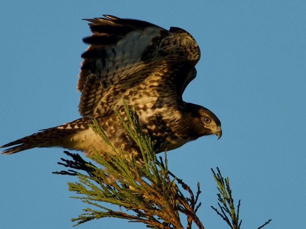 A red-tailed hawk spreads its wings as it perches on a treetop in Rocklin, California. 
