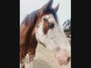 Cambria is famous for its Covell Clydesdale ranch. 