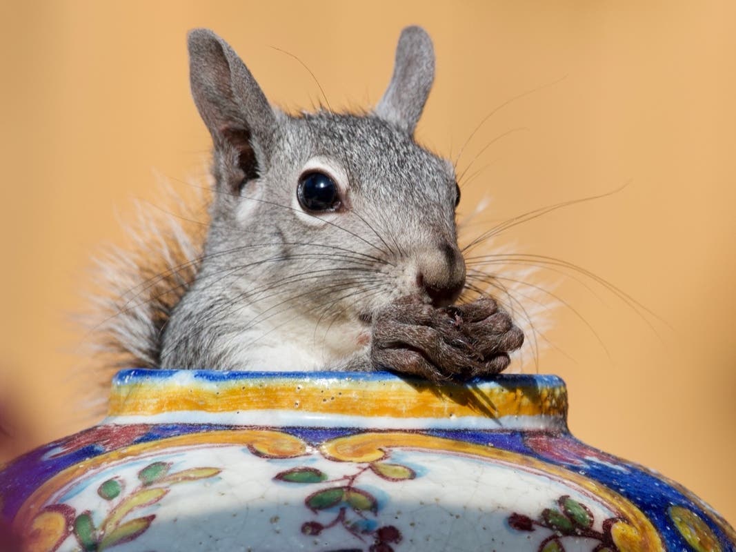 Patch reader Ed Kornegay shared this photo of a squirrel taken in Rocklin, Calif. 