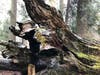 Sequoia trees are equipped with a durable armor of bark, designed to weather wildfires and even thrive within them. Their cones also release seeds when exposed to fire.