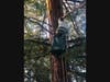 LOS GATOS, CA — A climber from Skyview Tree Service helped to assist a cat in peril as it was stuck in a redwood tree for four days. 