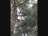 LOS GATOS, CA — A crew from local Skyview Tree Service helped to assist a cat in peril as it was stuck in a redwood tree for four days. 