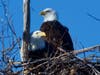 Ed Kornegay took these striking images of bald eagles in the Lower Klamath Basin. He's an avid nature photographer and regular Patch contributor. 