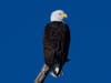 The average bald eagle weighs about 8 to 14 pounds and has a wingspan of 6 1/2 to 8 feet, according to state data. 