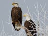 These migratory birds, which are America's symbol, come from the northwestern states to spend the winter here in California. They typically remain in the state until March or early April, according to the state's department of Fish and Wildlife.
