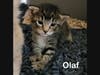 Olaf, a 4-week-old kitten, was snatched from his cage and away from his mother and siblings on May 14. The shelter that raised him, Whis-Purr, is offering $2,000 and no questions asked for his return. 