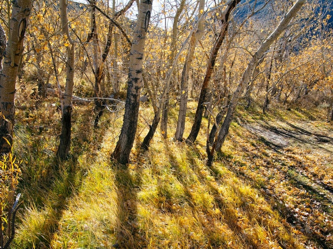 Patch reader and Loma Linda-based photographer Jim Ponder captured this beautiful photo of trees backlit by the afternoon sun in Convict Lake in Mono County.