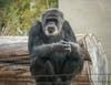 ​Zookeepers said Cobby often enjoyed resting on various platforms, chowing down on his favorite snacks and climbing up to hang out with "his favorite girl," Minnie — even as a senior.