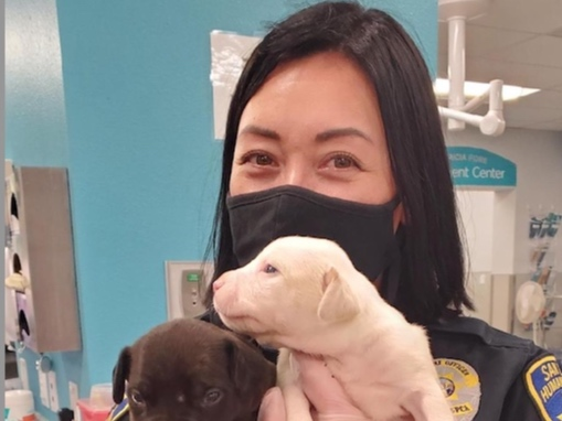 The San Diego Humane Society plans to hire more than 50 people for a variety of career opportunities across its four campuses, the nonprofit announced Tuesday.