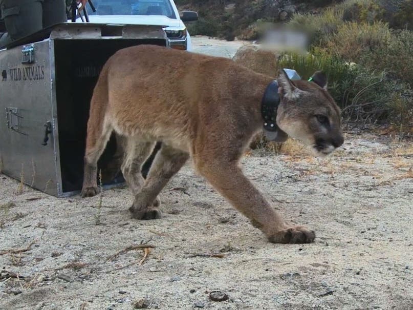 The female cat — named "Monrovia" — was treated for burn injuries to her paws last year and was the first mountain lion to be rescued, treated and released back into the wild. 