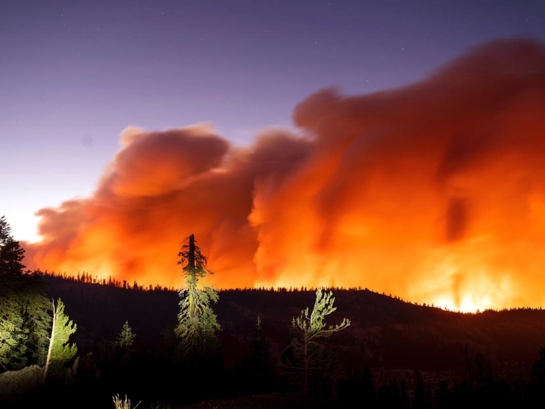 A dog that ran away during the Caldor Fire about four months ago was safely reunited with its owner last week, according to the Tahoe PAWS Community Animal Response Team. 