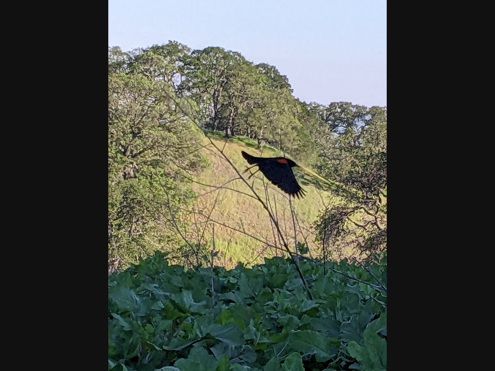Patch reader Patricia Rodriguez captured this beautiful moment of a red-winged blackbird on Shell Ridge in Walnut Creek. 