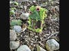 Using natural materials, the fairy houses are made of bark, moss, jute roping, stones and more.