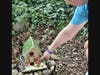Young visitors enjoy seeing the new fairy houses at Watnong Park
