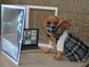 First Runner Up: Cujo and her "Social Dogstancing" Costume